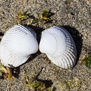 A pair of sea shells at Luskentyre in Scotland