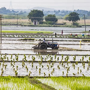 Planting rice in a paddy field near Kunnavakkam in Tamil Nadu, India