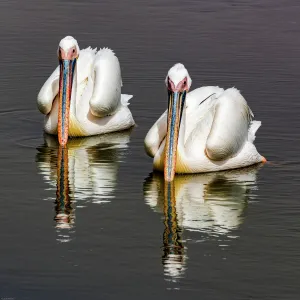 White pelicans at Walvis Bay in Namibia