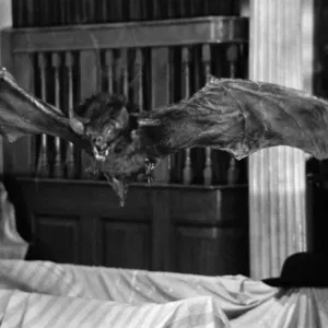 StudioCANAL Print - A Bat in Flight from Scars of Dracula