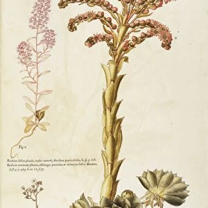 1) Pink Stonecrop (Sedum cepaea), 2) Common Houseleek (Sempervivum tectorum), 3) Stonecrop (Sedum hirsutum) by Giovanni Antonio Bottione, watercolor, 1770-1781