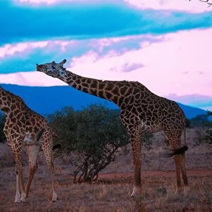 Africa. Kenya. Safari in the Tsavo Park. Giraffe