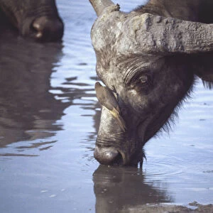 Africa, Zimbabwe, Hwange National Park, Linkwasha, Oxpecker perched on nose of Cape Buffalo (Syncerus caffer) drinking from waterhole, close up