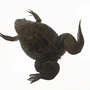 African clawed frog (Xenopus laevis), view from above