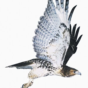 African Red-tailed Buzzard (Buteo auguralis) in flight with both wings raised, side view