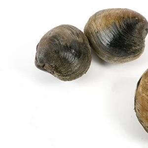American hardshell clams, close-up