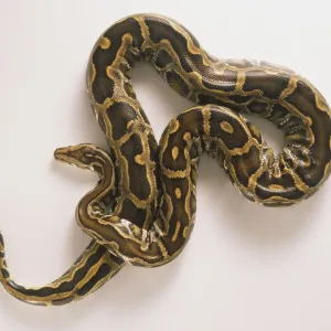 Burmese Python Print Burmese Python Print