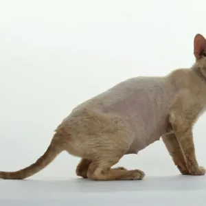 Devon Rex cat, side view Devon Rex cat, side view