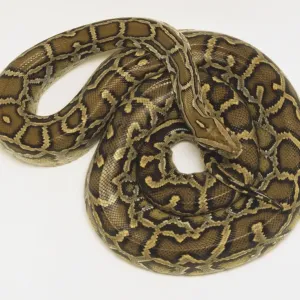 Burmese Python Print - Coiled Snake Image Burmese Python Print - Coiled Snake Image