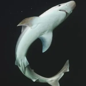 Underside of Shark Print (Vertical) Underside of Shark Print (Vertical)
