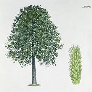 Araucariaceae - Monkey-Puzzle Tree Araucaria araucana, illustration