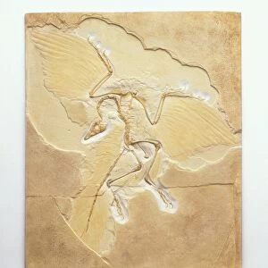 Archaeopteryx fossil specimen showing clear feather impressions