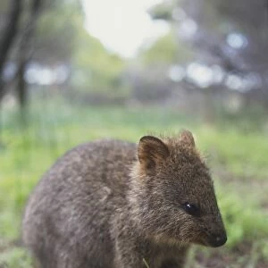 Australia, Western Australia, Rottnest Island, Quokka (Setonix brachyurus), small brown kangaroo-like animal, facing away, close up