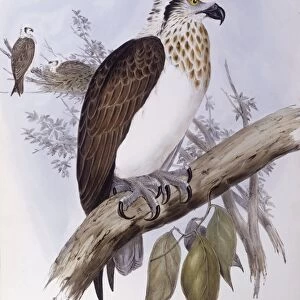 Australian osprey (Pandion haliaetus cristatus), Engraving by John Gould