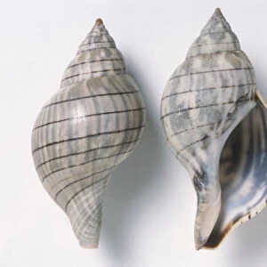 Two Banded Tulip shells (Fasciolaria lilium), close up