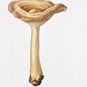 Birch Milkcap (Lactarius tabidus), illustration