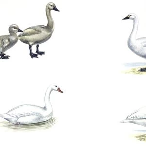 Birds: Anseriformes, young Mute Swans (Cygnus olor), Tundra Swan (Cygnus columbianus), Coscoroba Swan (Coscoroba coscoroba) and Bewicks Swan (Cygnus columbianus bewickii), illustration