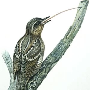 Birds: Piciformes, Eurasian Wryneck, (Jynx torquilla), illustration