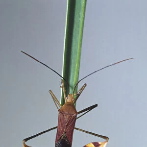 Bitta flavolineata, leaf-footed bug on plant stem, front view