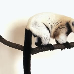 Black-and-white ruffed lemur (Varecia variegata) sitting on branch, side view