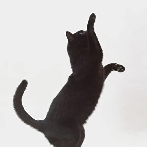 Black cat on back legs - side view