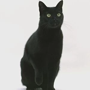 Black cat sitting up, front view