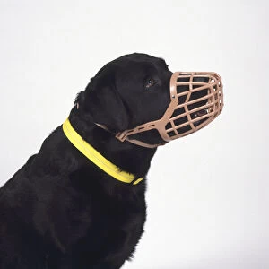 Black Labrador wearing muzzle and yellow pet collar, side view