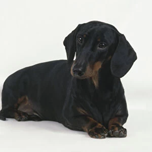 Black and tan Smooth Haired Dachshund dog lying down
