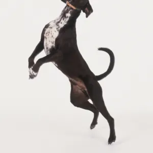 Black and white dog jumping up and catching ball in mouth