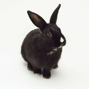 Black and white domestic rabbit (Oryctolagus cuniculus) with white patch on nose