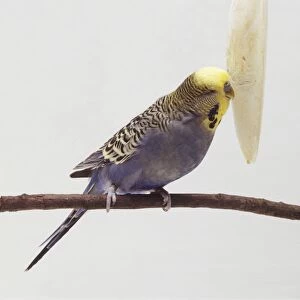 Blue budgie chewing at cuttlefish bone