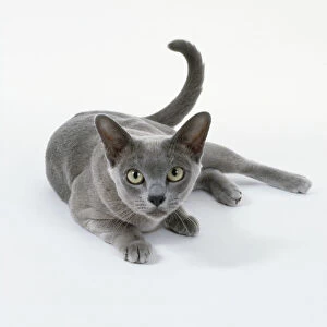Blue Burmese cat with dark nose and high, wide cheekbones tapering to form short, blunt wedge, lying down, half-crouching