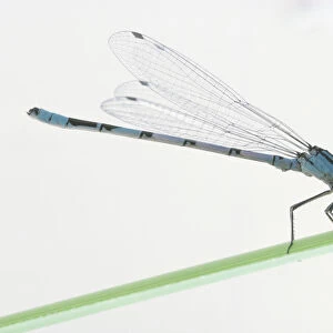 Blue damselfly on blade of grass, large transparent wings behind, long blue tail