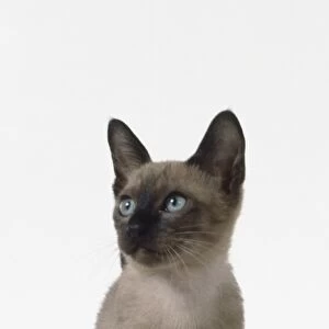 Blue Tonkinese kitten with slender neck, sitting