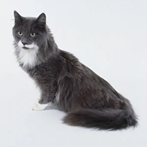 Blue and White Maine Coon cat with longish neck and body emphasising body length, sitting