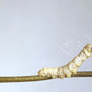 Bombyx mori (Silkworm), a silk worm beginning to spin its cocoon