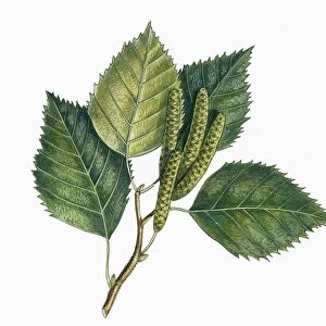 Botany, Trees, Betulaceae, Leaves and fruits of European White Birch Betula pubescens, illustration