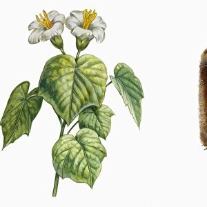 Botany, Trees, Malvaceae, Flowers, leaves and fruits of Balsa tree Ochroma pyramidale, Illustration