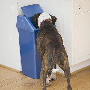 Boxer dog sticking its head inside waste bin in kitchen, rear view