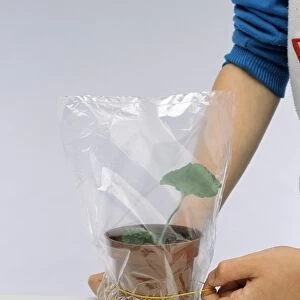 Boys hands covering geranium cutting in plant pot with plastic bag and securing elastic band around it, close-up
