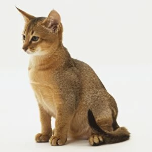 Brown Abyssinian kitten with white markings on chest, dark tail, sitting, side view