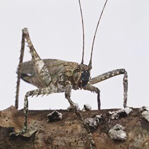 Brown Cricket (Orthoptera) perched on tree bark, close up