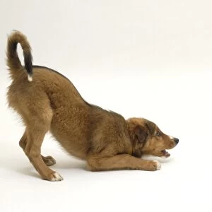 Brown dog (Canis familiaris) in play-bow position, front end down, rear end up, side view
