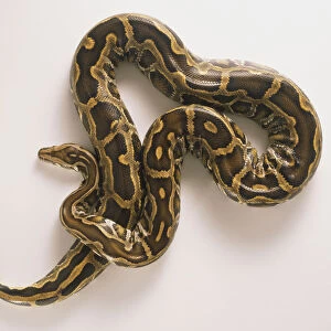 Burmese Python, Python molurus