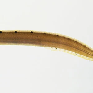 Butter Fish (Pholis gunnellus), an elongated brown fish, side view