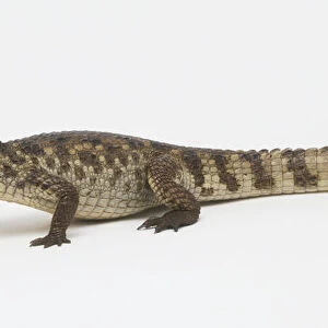 A Caiman (Caimanus crocodilus), side view
