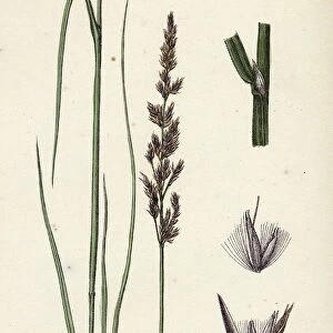 Calamagrostis stricta, var. llookeri, Narrow Small-reed, var. B