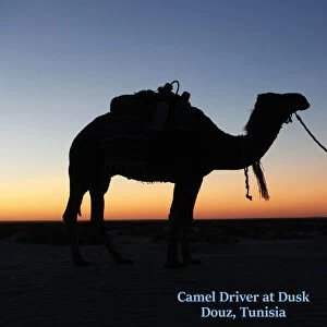 Camel driver at dusk in the Sahara desert, Douz, Tunisia