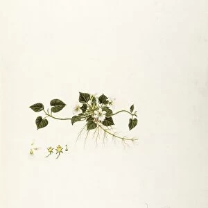 Canadian white violet (Viola canadensis), Violaceae, Herbaceous perennial plant for borders and flower beds native to Northern America, watercolor, 1812-1837
