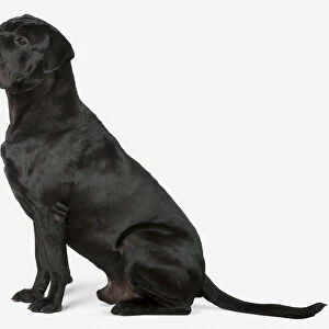 Cane Corso dog (Italian), side view